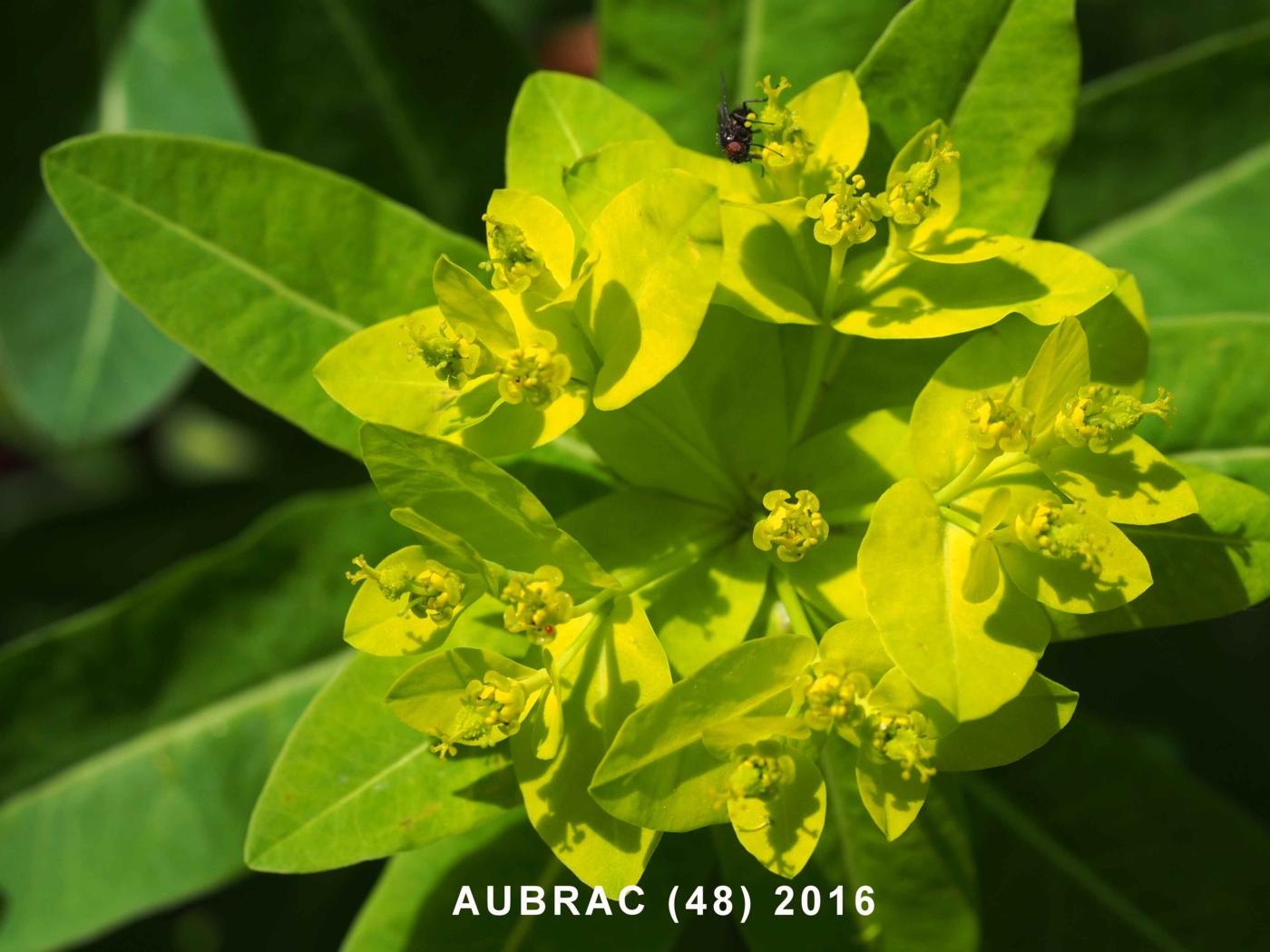 Spurge, Irish flower